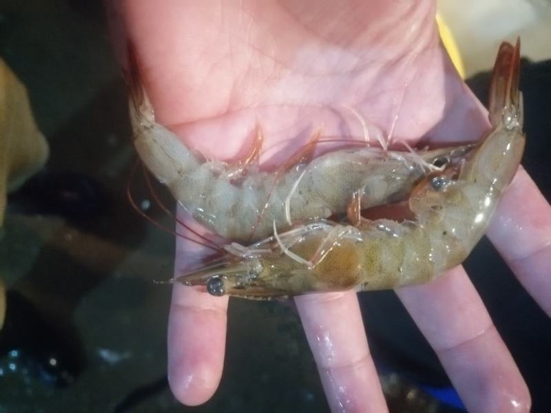 南美白对虾沙虾