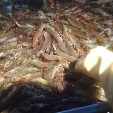 南美白对虾沙虾