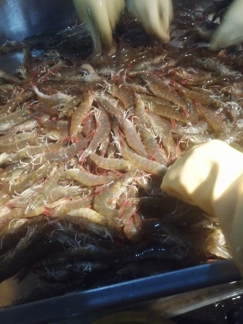 南美白对虾沙虾