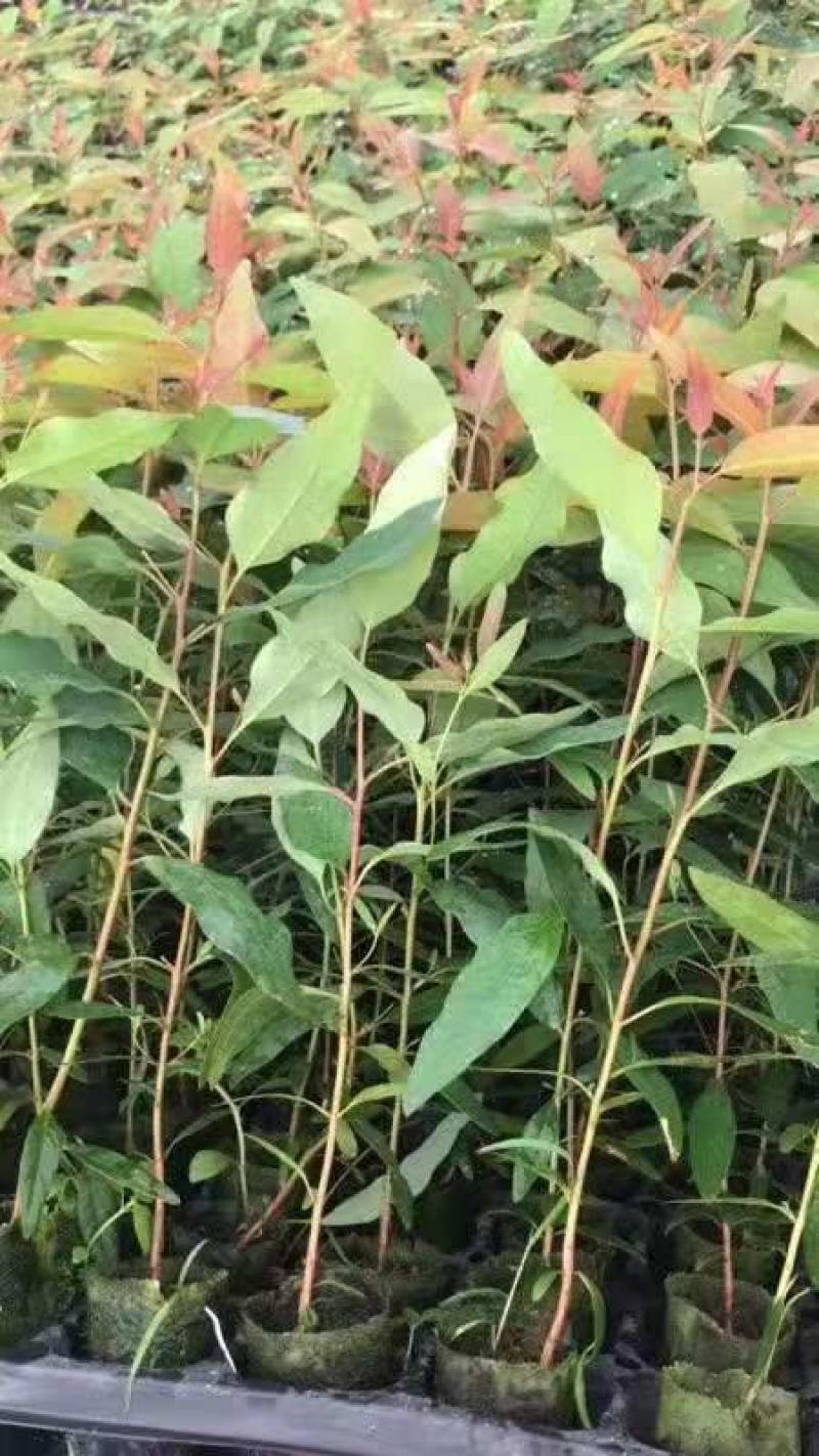 桉树苗速生桉树快速生长桉树苗广29号26号木材树带土带叶