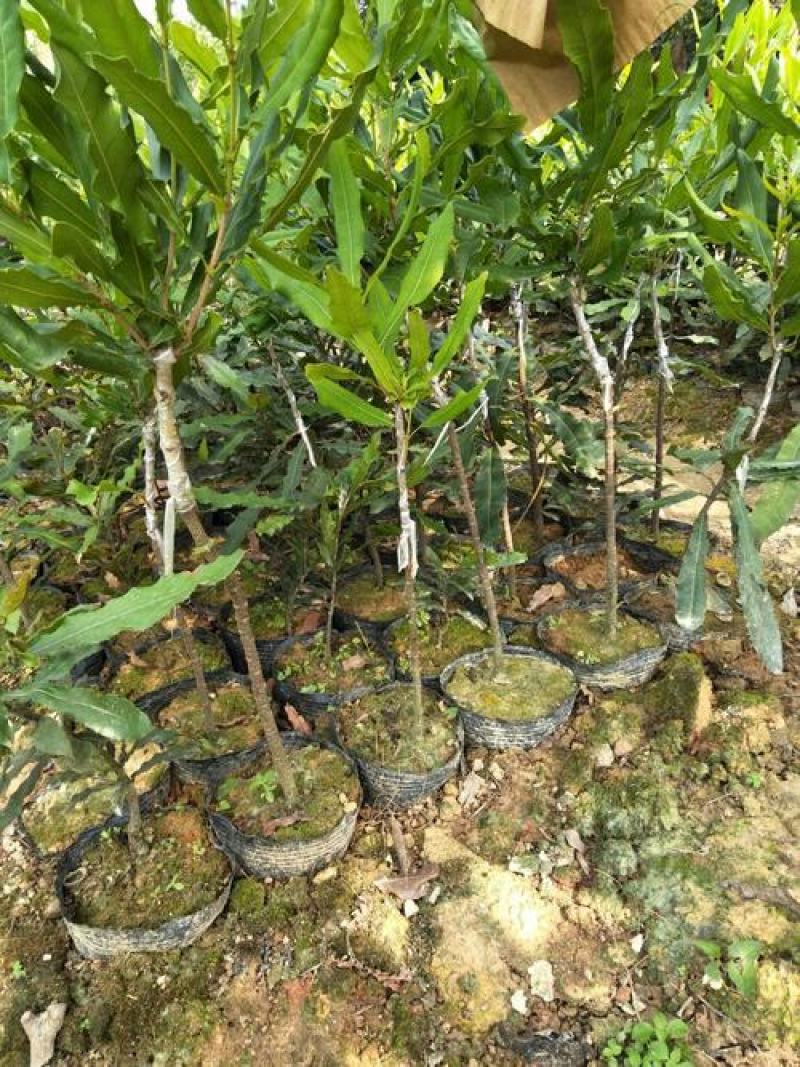 阳台庭院盆栽地栽夏威夷果澳洲坚果种子坚果树苗高产果树种子