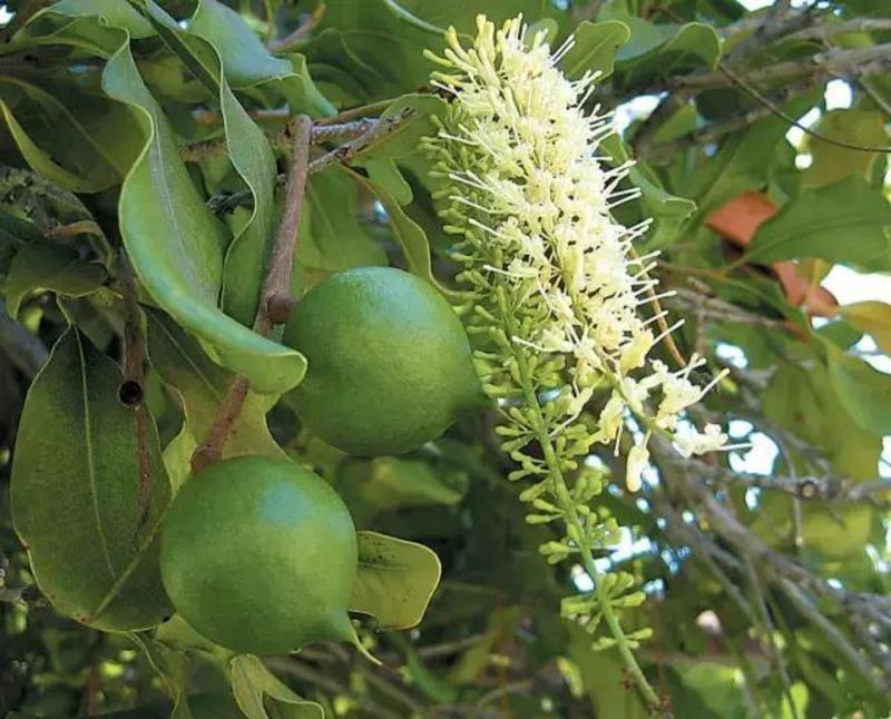 阳台庭院盆栽地栽夏威夷果澳洲坚果种子坚果树苗高产果树种子