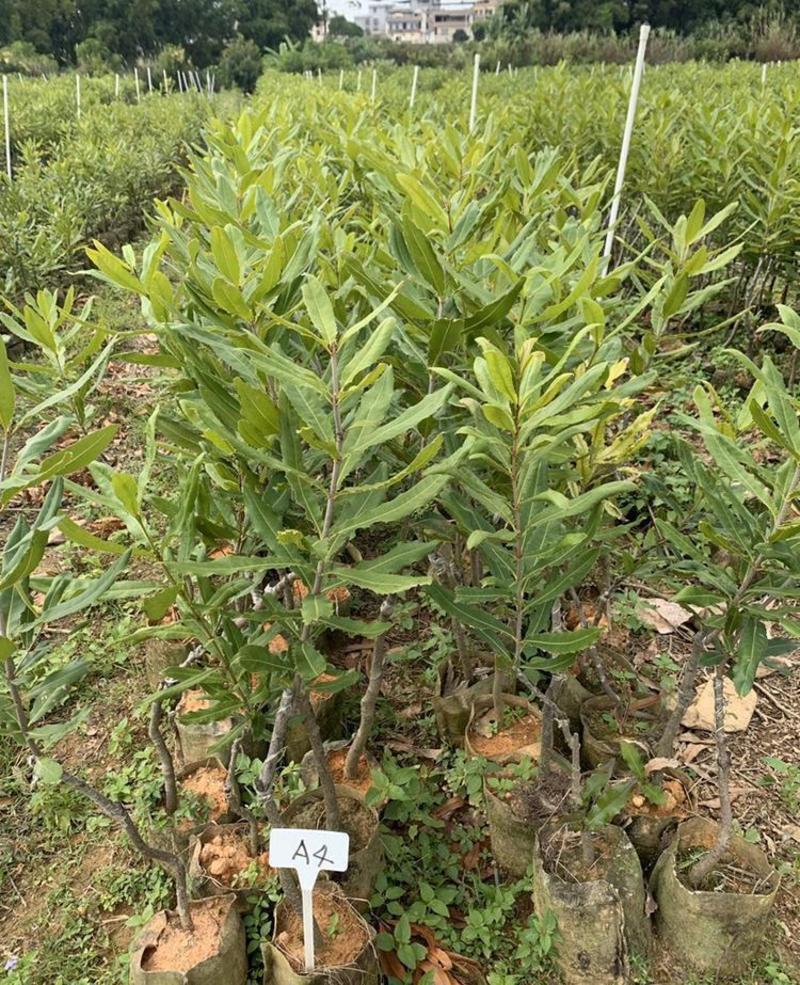 阳台庭院盆栽地栽夏威夷果澳洲坚果种子坚果树苗高产果树种子