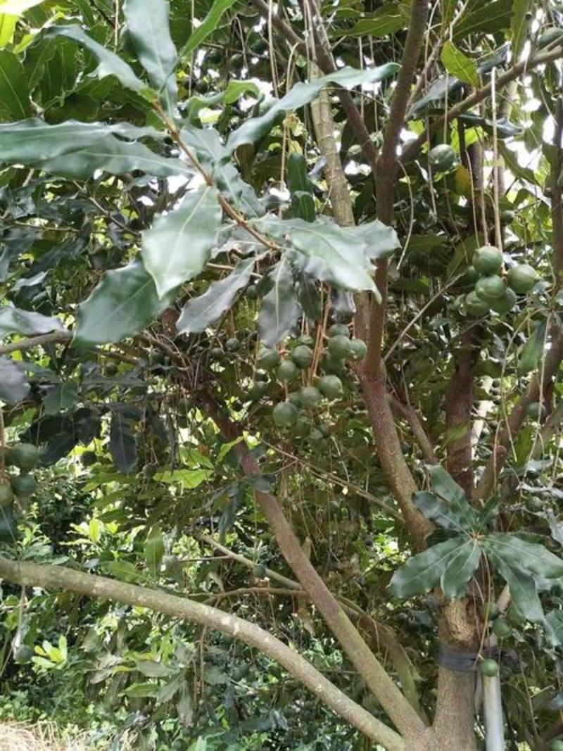阳台庭院盆栽地栽夏威夷果澳洲坚果种子坚果树苗高产果树种子