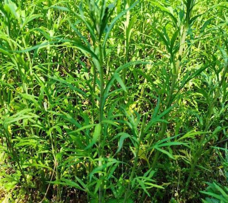 柳蒿种子东北山野菜纯野生柳蒿种子东北蘸酱菜