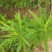 柳蒿种子东北山野菜纯野生柳蒿种子东北蘸酱菜