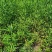 柳蒿种子东北山野菜纯野生柳蒿种子东北蘸酱菜