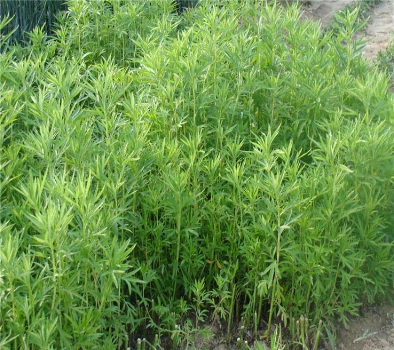 柳蒿种子东北山野菜纯野生柳蒿种子东北蘸酱菜