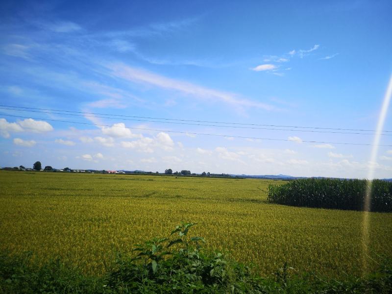 精选东北长粒香大米，产自黑龙江五常，食堂米，新米厂家批发