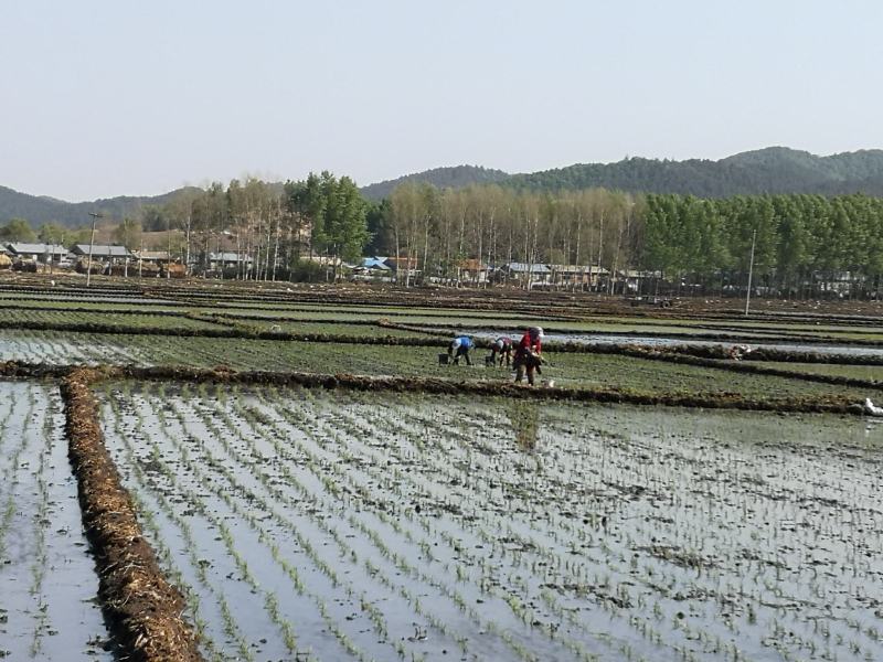 精选东北长粒香大米，产自黑龙江五常，食堂米，新米厂家批发