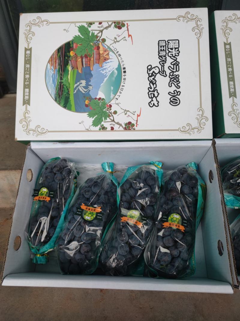 夏黑葡萄自家果园，无膨大处理脆甜香，口感好，糖度高皮不涩