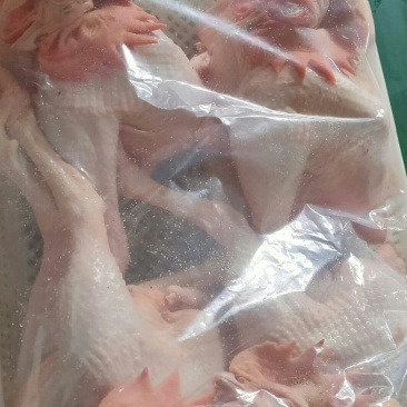 黄脚大公鸡