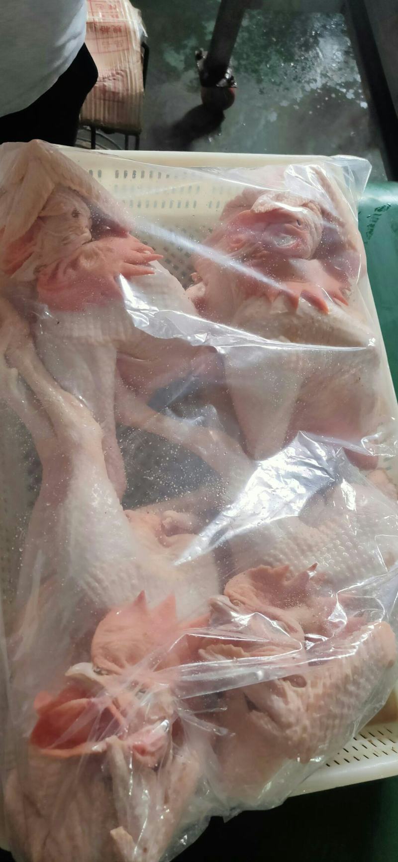 黄脚大公鸡