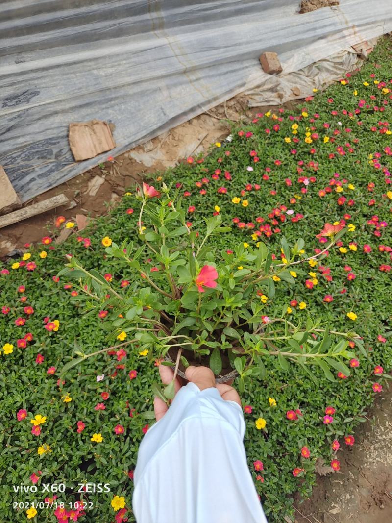 双色盆太阳花，俗称晒不死，耐旱耐高温，花开多色基地大量供