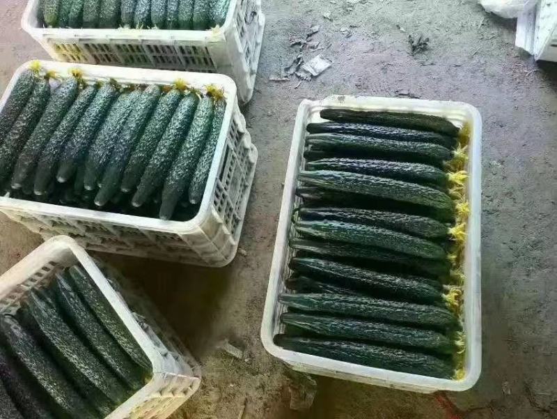 【精品】油亮密刺黄瓜山东大量上市产地直供货源充足！