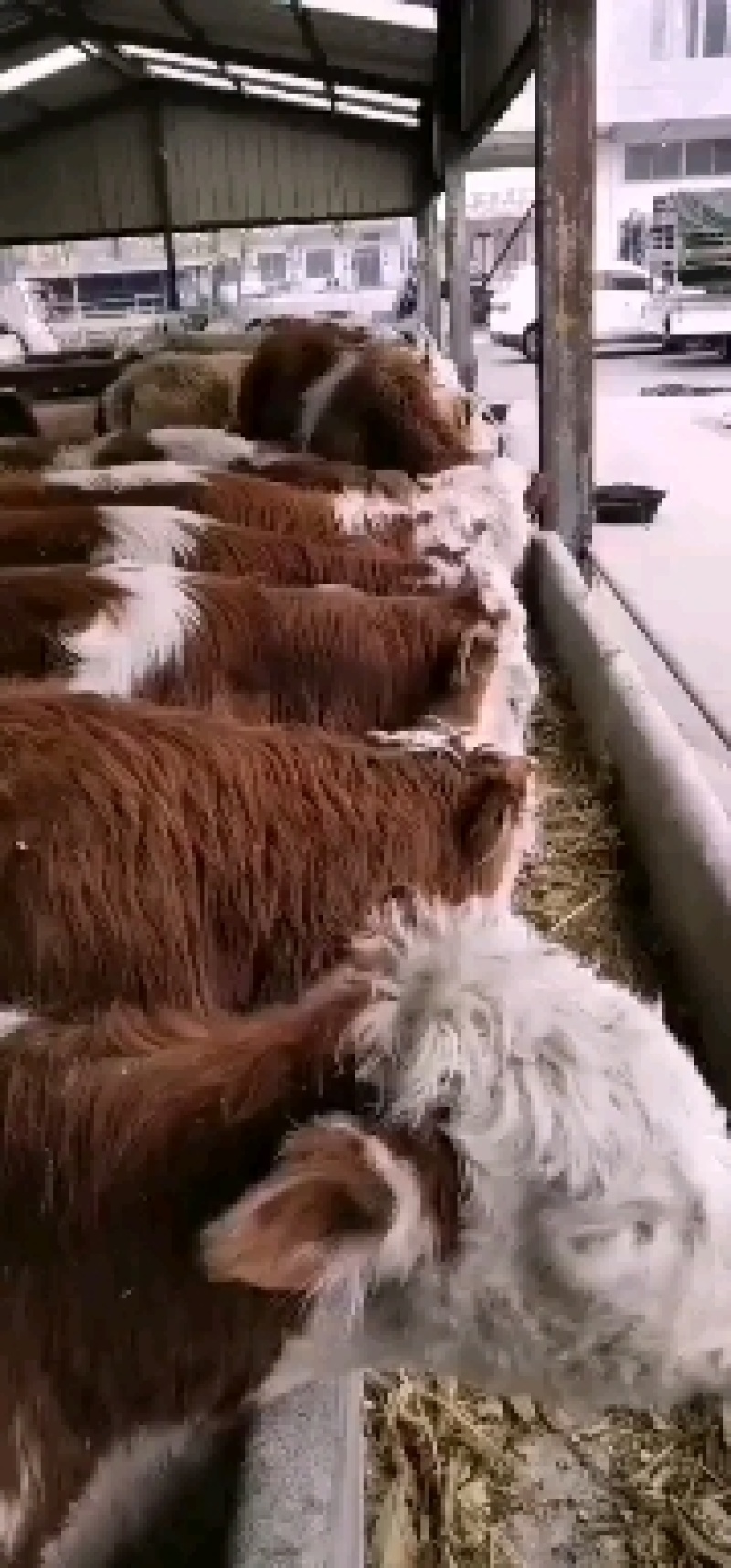 西门塔尔牛犊