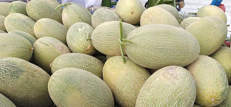 西州蜜25号大量上市