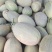 西州蜜25号大量上市