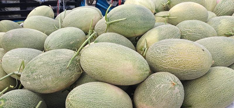 西州蜜25号大量上市