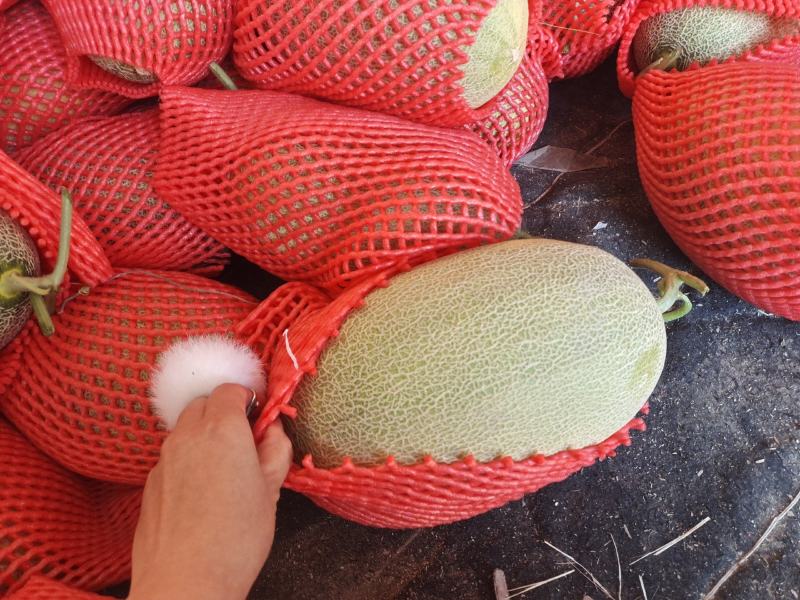 西州蜜25号大量上市