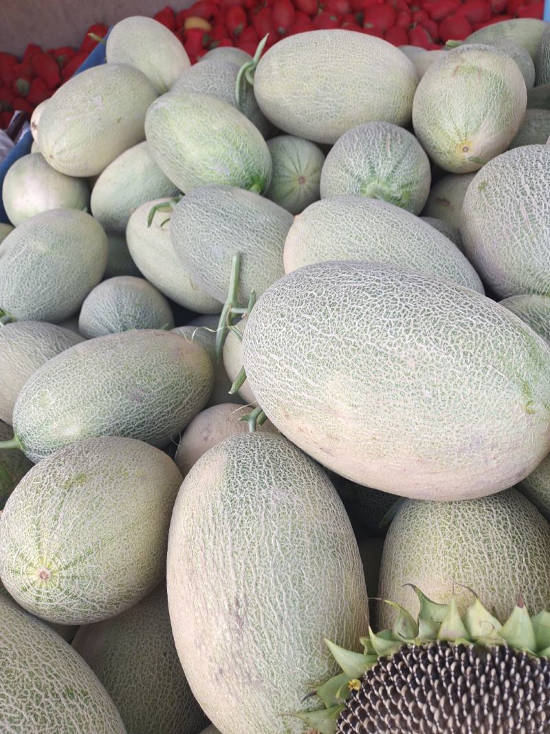 西州蜜25号大量上市