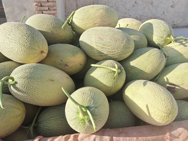 西州蜜25号大量上市