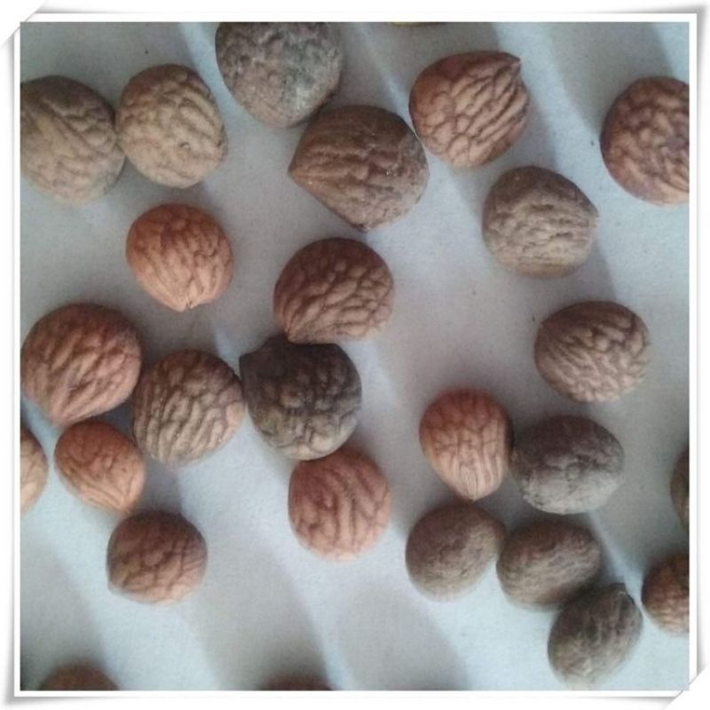 蕤仁瑞仁货好量大优惠多多冷背品种数量有限