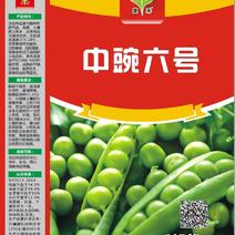 新豌豆种子上新中豌六号九号新品种高产优质豌豆种子