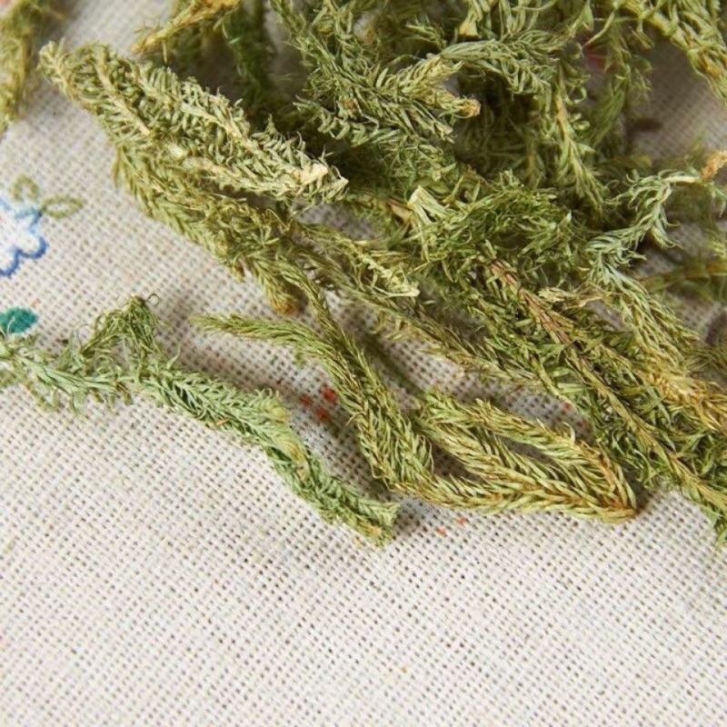 伸筋草，外用药材大量有货，需要联系我