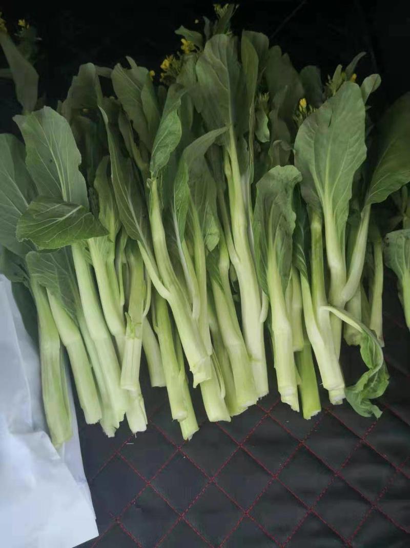 45天早熟杂交白菜苔种子，小叶，苔白肉嫩，抽太快早上市