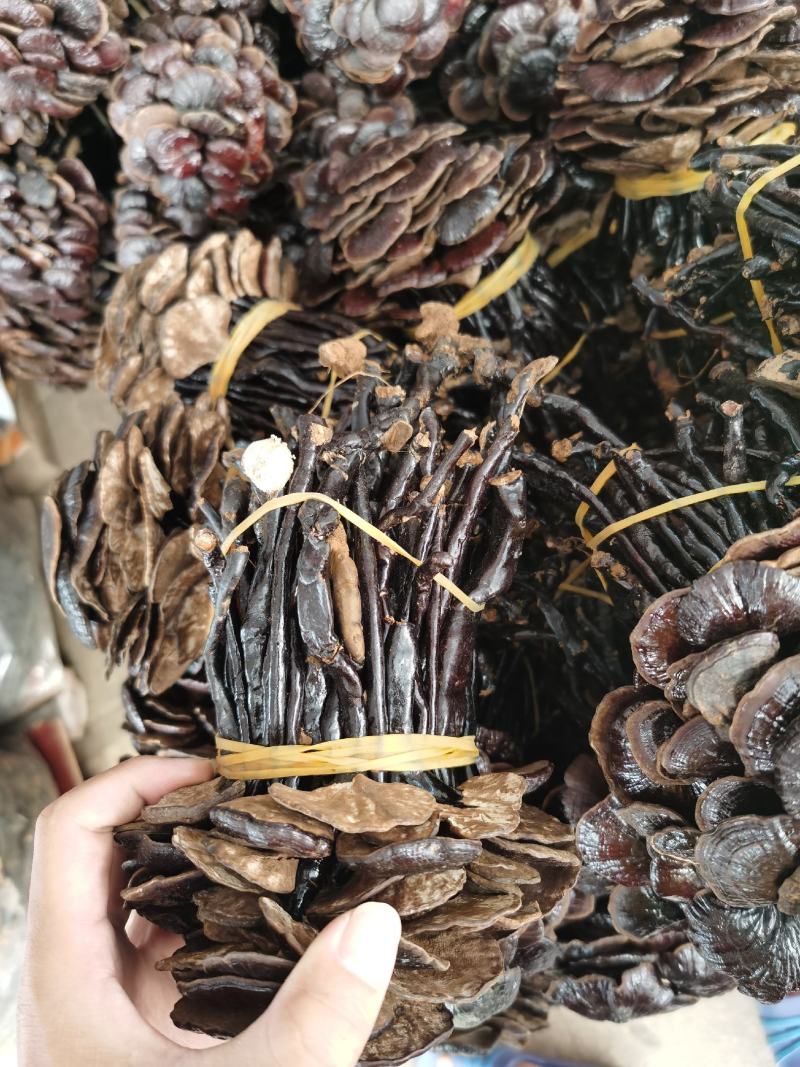 野生黑紫灵芝批发，优选货源散装大货供应