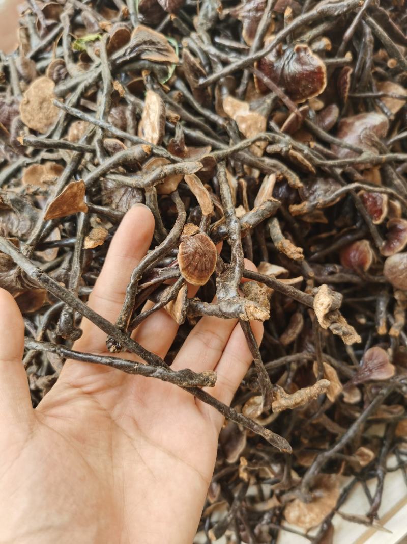 野生黑紫灵芝批发，优选货源散装大货供应
