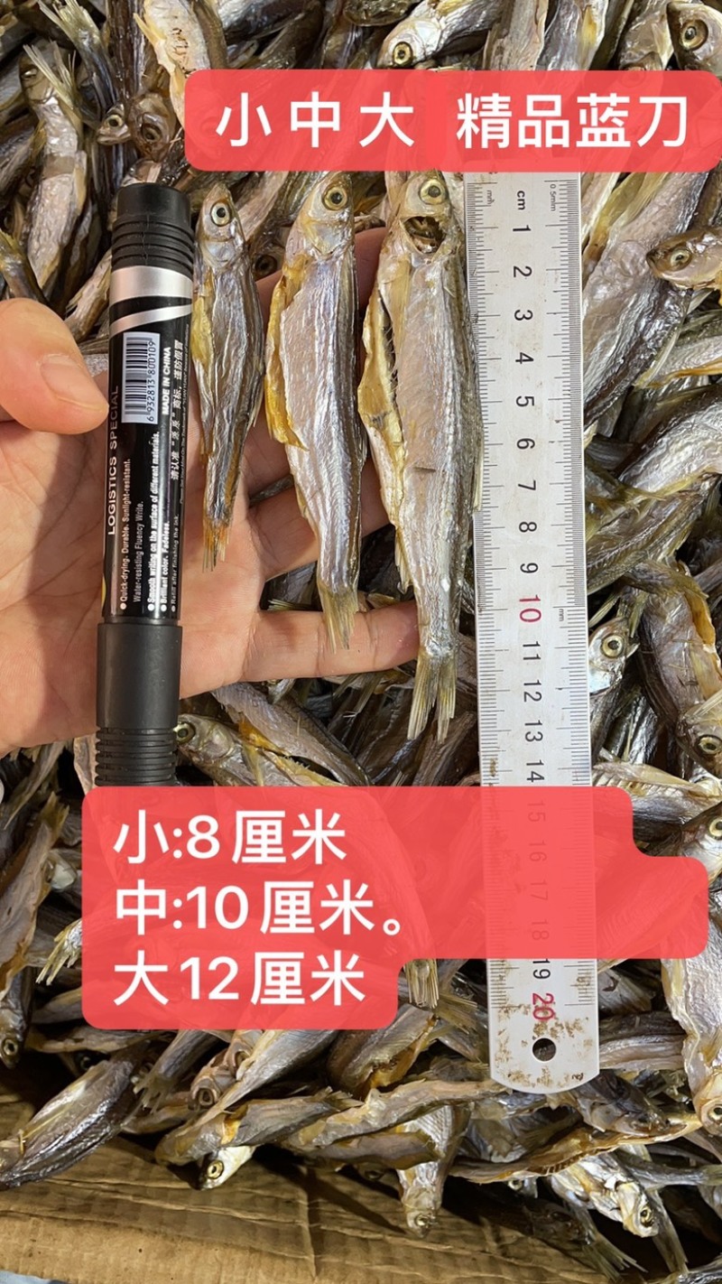 小白条刁子鱼蓝刀鱼小餐鱼咸鱼干