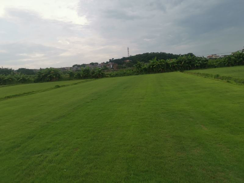 草坪草，机铲，带泥，成活率高，马尼拉，台湾草