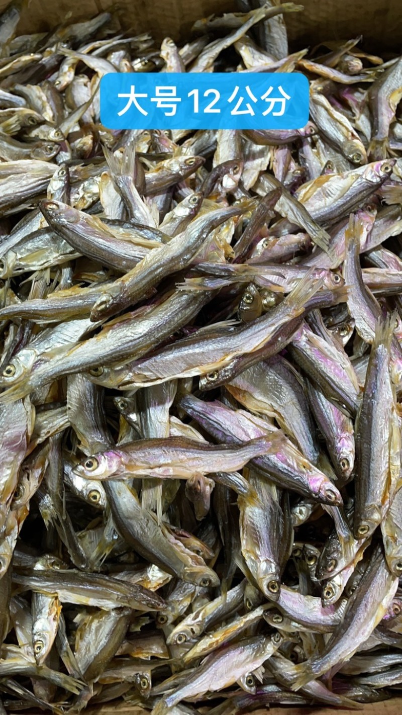 小白条刁子鱼蓝刀鱼小餐鱼咸鱼干