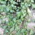 纯野生白毛夏枯草干净无杂志纯野生的非常苦自然晒干无硫