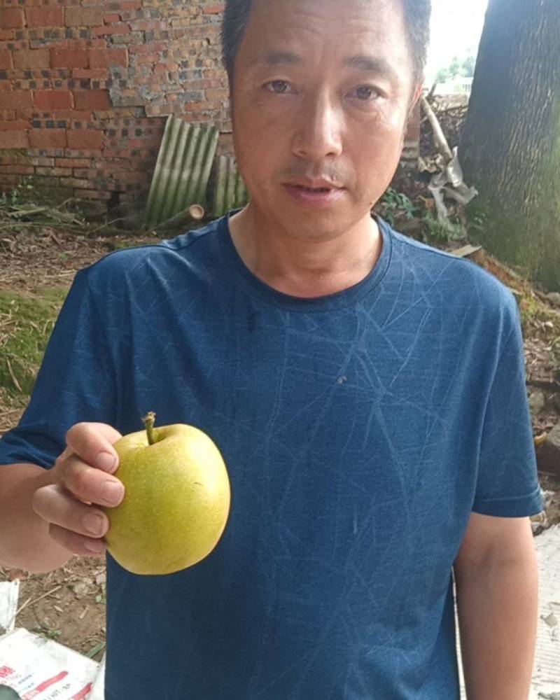 大量出售永川黄花梨，个头大，果型好，欢迎采购