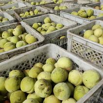 河北石家庄晋州大量罐头桃下树欢迎订购…久保蜜桃