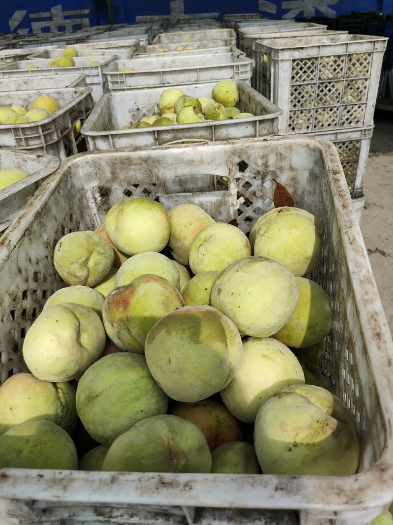 河北石家庄晋州大量罐头桃下树欢迎订购…久保蜜桃
