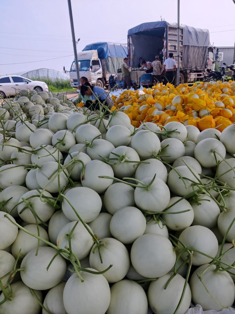 玉菇，奶香蜜（口感特甜，质量好）产地直发