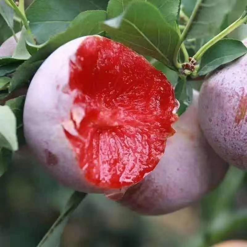 三华李