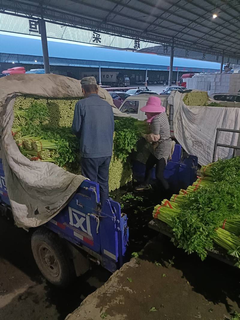 芹菜，毛芹