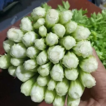 芹菜，毛芹