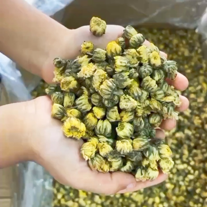 产地直供胎菊王胎菊米江苏胎菊朵花北京胎菊