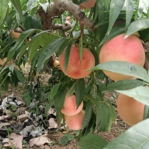 礼泉毛桃硬桃系已开始订购色泽亮丽，口味香甜。