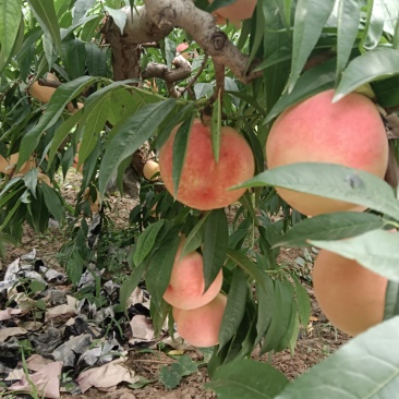 礼泉毛桃硬桃系已开始订购色泽亮丽,口味香甜。
