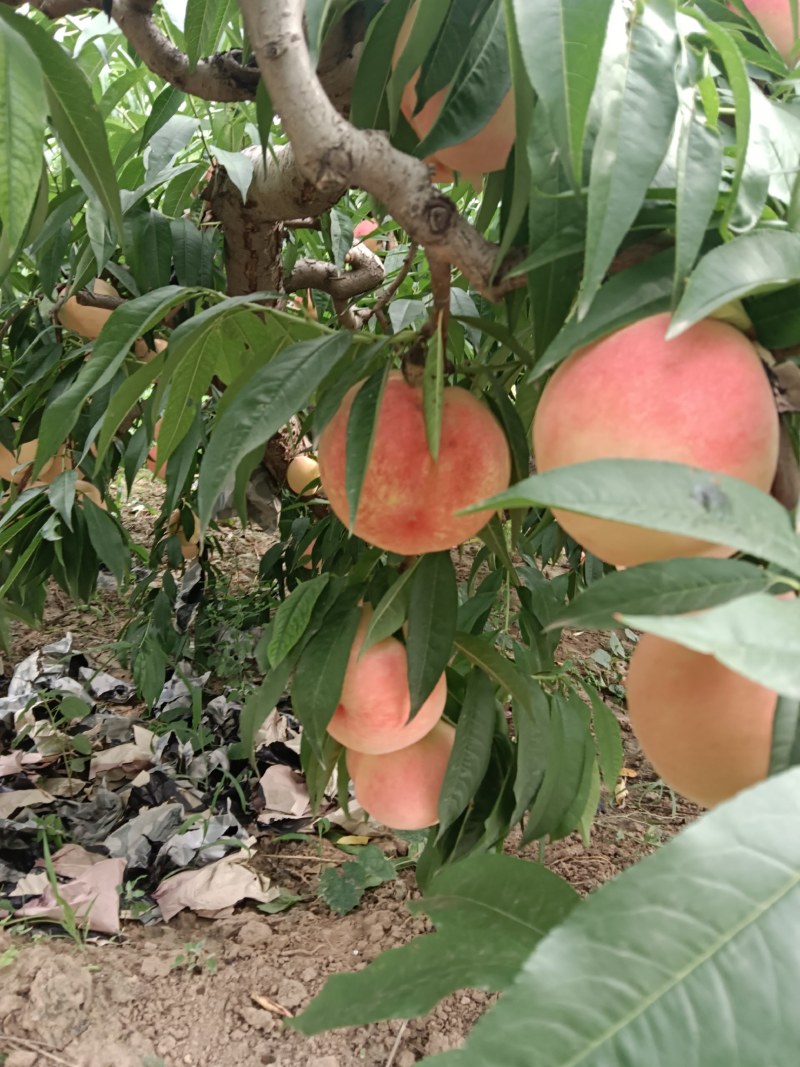 礼泉毛桃硬桃系已开始订购色泽亮丽，口味香甜。