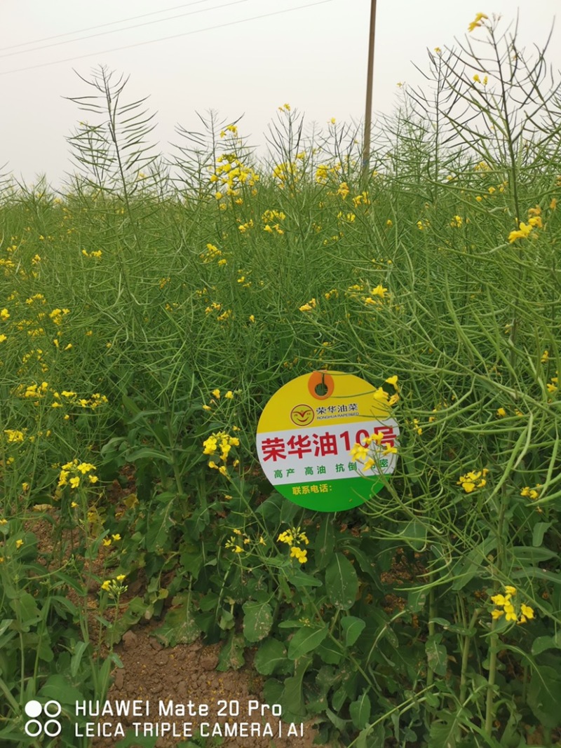 荣华油10号杂交油菜种子抗寒耐旱高产高油低芥酸