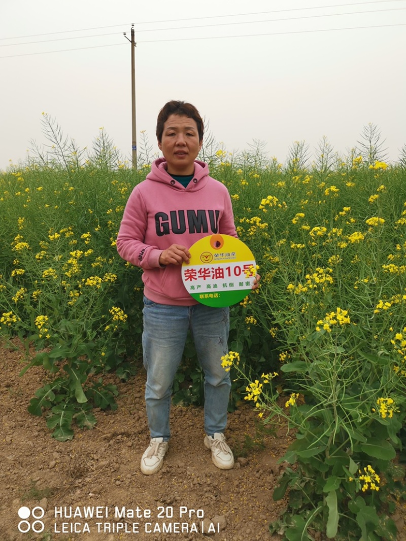 荣华油10号杂交油菜种子抗寒耐旱高产高油低芥酸