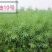 荣华油10号杂交油菜种子抗寒耐旱高产高油低芥酸